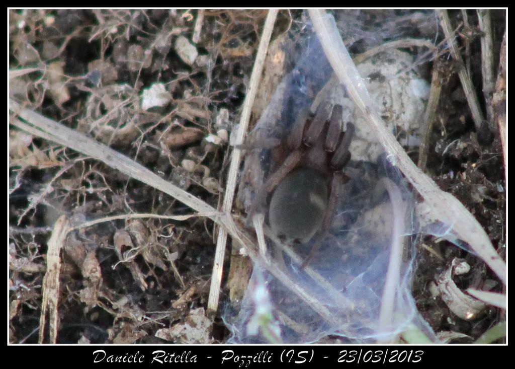 Haplodrassus sp. - Pozzilli (TS)